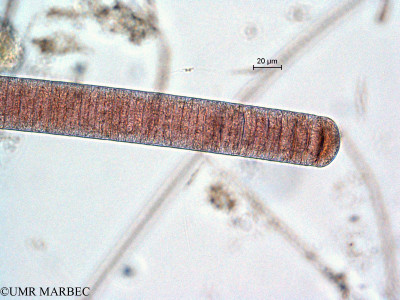 phyto/Scattered_Islands/all/COMMA April 2011/Oscillatoria miniata (ancien O. sp3 -1)(copy)_thumb.jpg